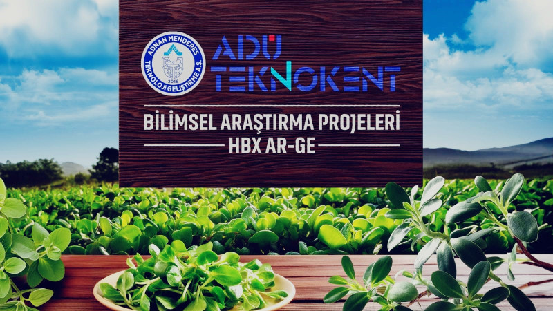 Değeri Bilinmeyene Semizotu, Sağlık Dostu Çıktı